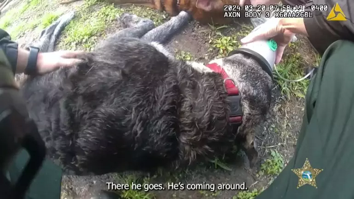 Yanan evden kurtarılan iki köpek, ilk yardımla hayata döndü