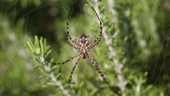 Dünyanın en tehlikeli örümceklerinden: Türkiye’de görüldü