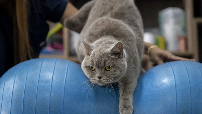 Obez kedi Şiraz'ın muhteşem değişimi: Pilates ve yüzmeyle 6 kilo verdi