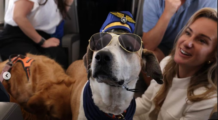 Köpeklere özel havayolu “BARK Air” ilk seferini New York’tan Los Angeles’a yaptı
