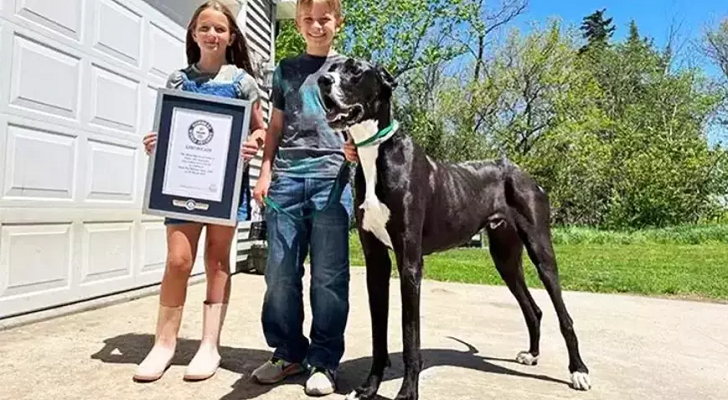 Dünyanın en uzun köpeği! 'Kocaman bir bebek'