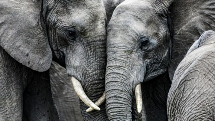 İlginç araştırma: Filler birbirine ismiyle sesleniyor