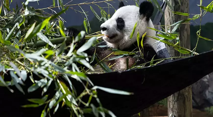 Atlanta Hayvanat Bahçesi, son dört pandayı Çin’e geri gönderiyor